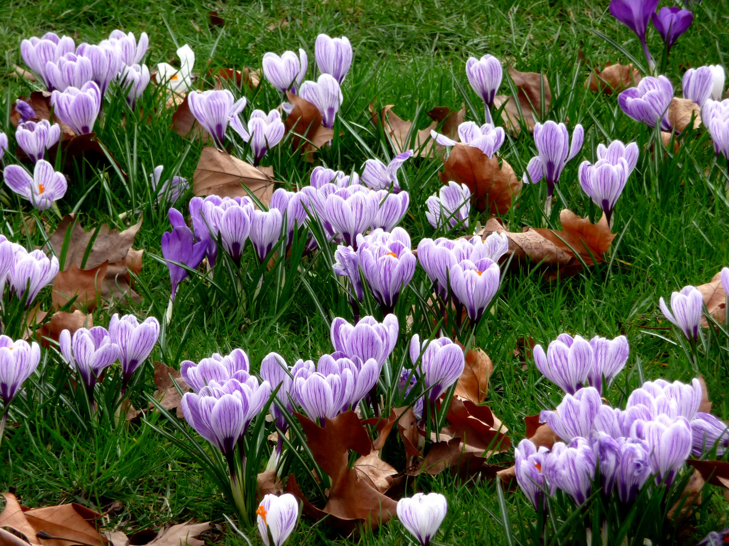 spring in st james park.