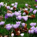 spring in st james park.