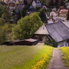 Spring in the black forest!!!