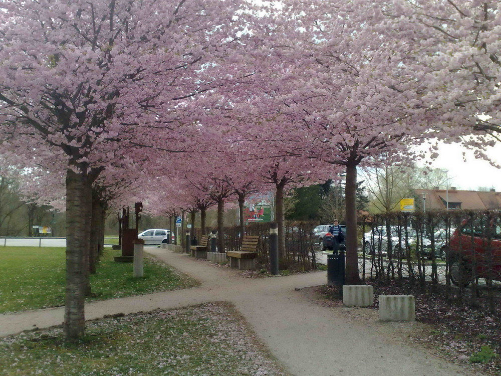Spring in the City