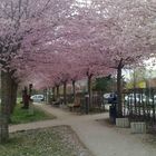 Spring in the City