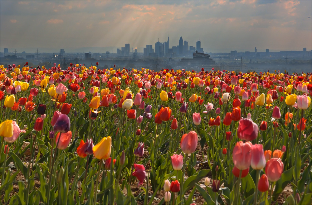 Spring in the City