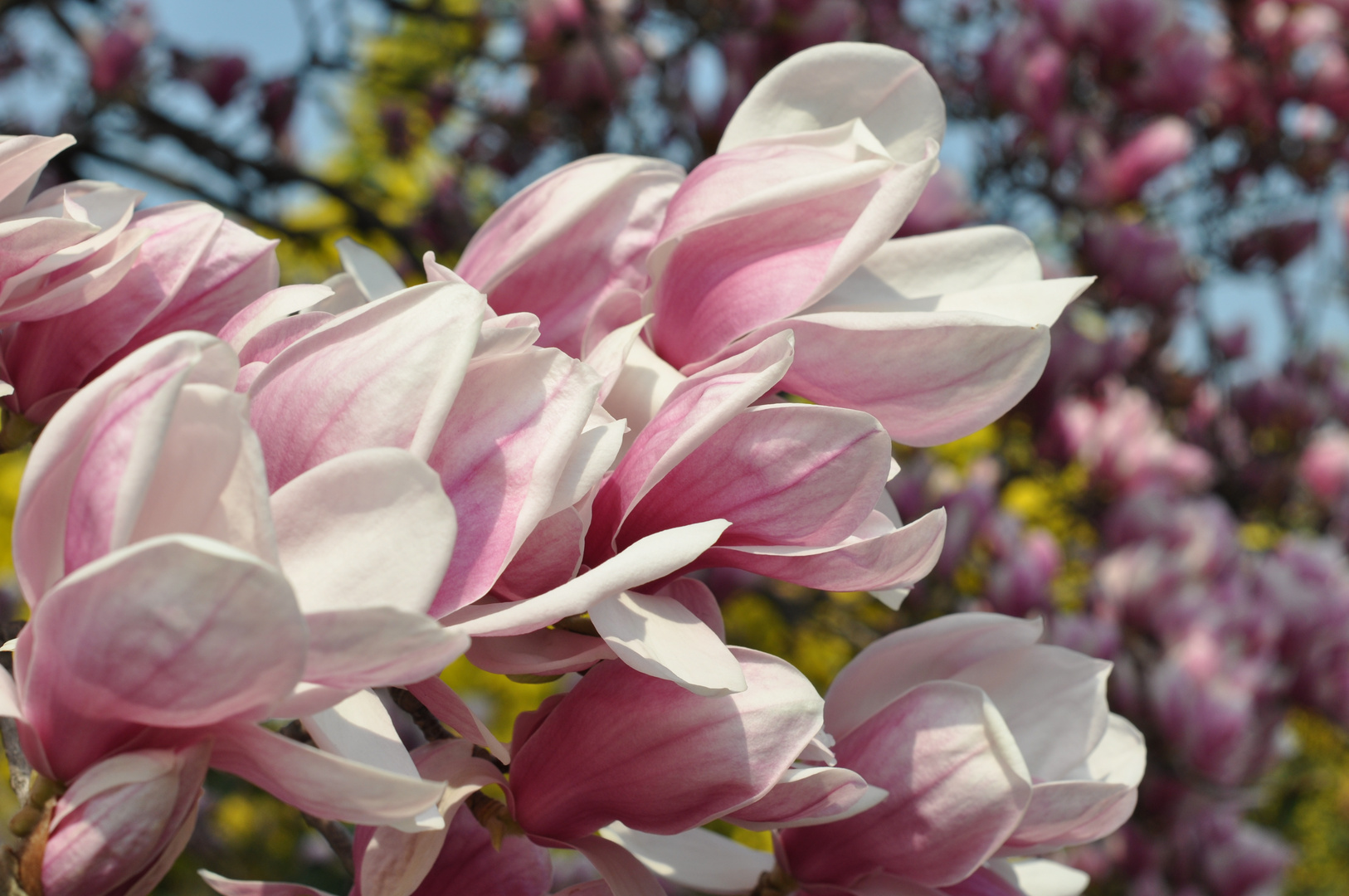 spring in the garden