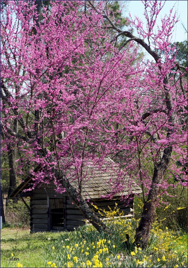 Spring in the Ozark Mountains......