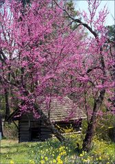 Spring in the Ozark Mountains......