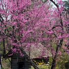 Spring in the Ozark Mountains......