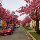 Spring in the street