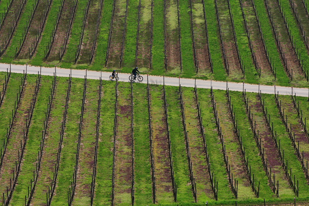 Spring in the vineyard