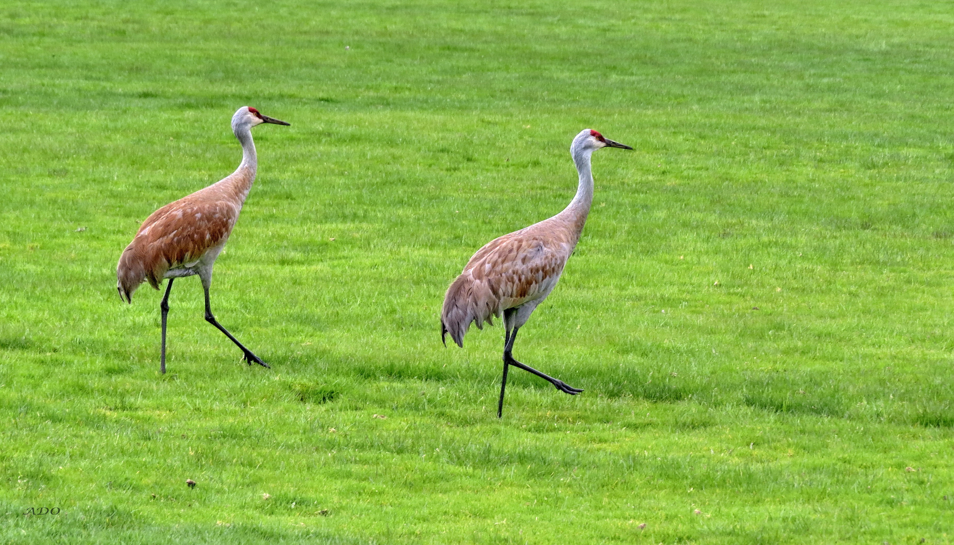 Spring in Vancouver (4)