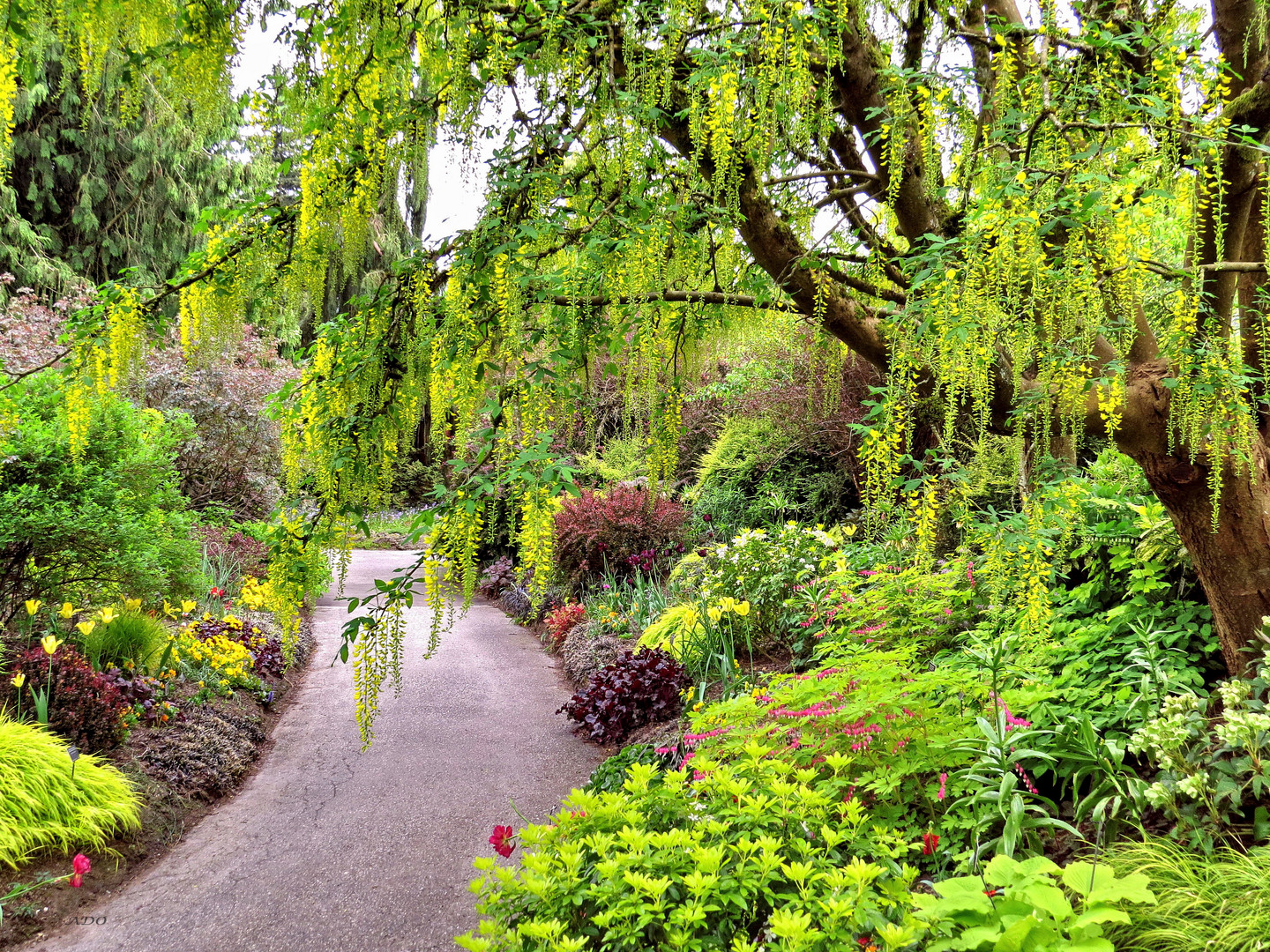 Spring in Vancouver (5)