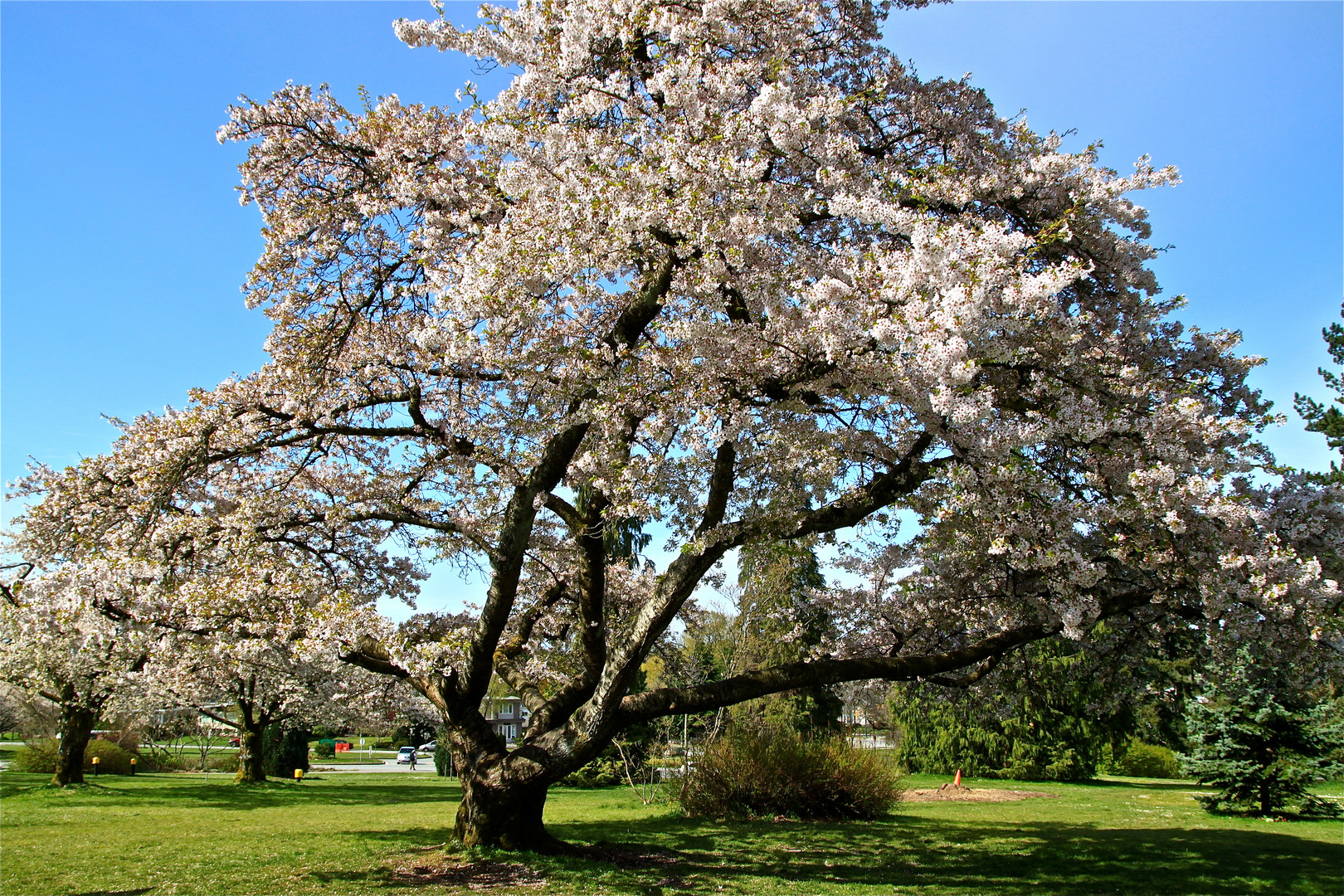 Spring in Vancouver - Cherry Tree