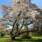 Spring in Vancouver - Cherry Tree