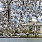 SPRING IN WASHINGTON, DC -II-