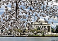 SPRING IN WASHINGTON, DC -II-