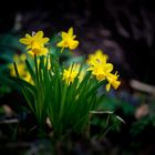 spring in yellow and green