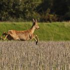 "Spring ins Feld"