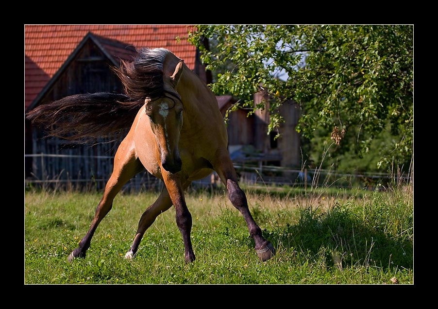 ,,, spring-ins-Feld ,,,