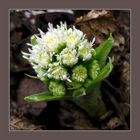 Spring is here - butterbur