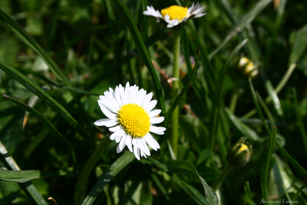 Spring is known as the king of the seasons