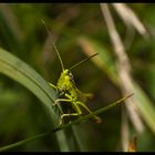 spring jetzt nicht weg