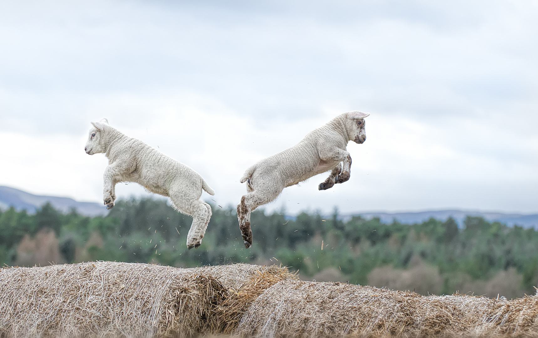 Spring Lambs