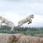 Spring Lambs