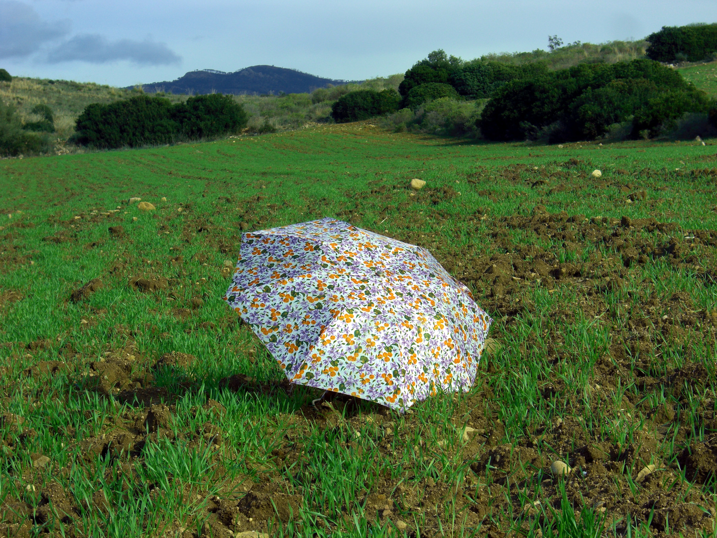 spring landscape