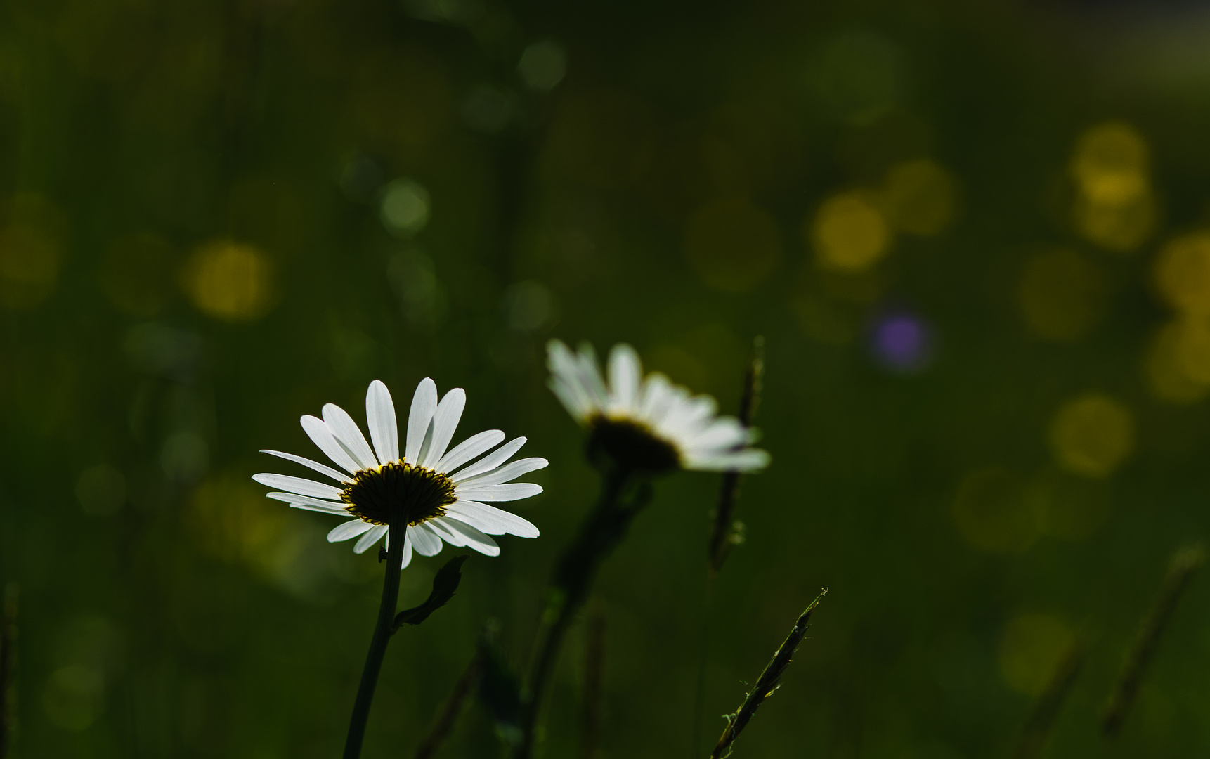 spring light