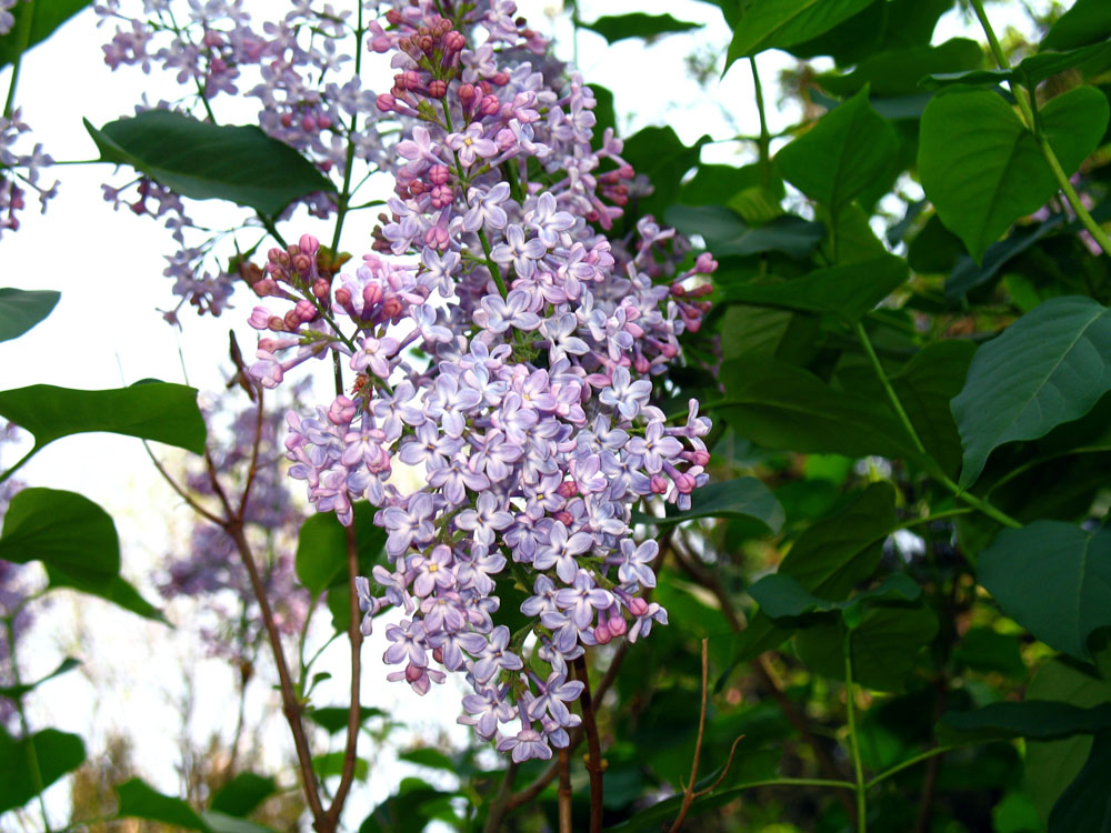 Spring Lilac