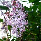 Spring Lilac