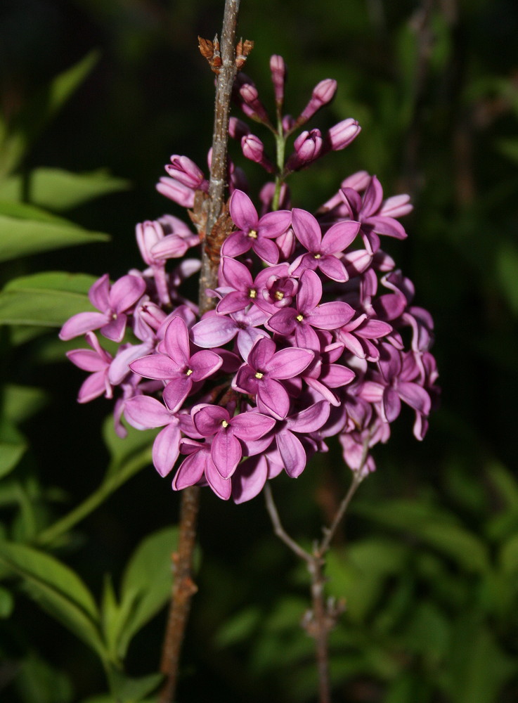 Spring Lilacs