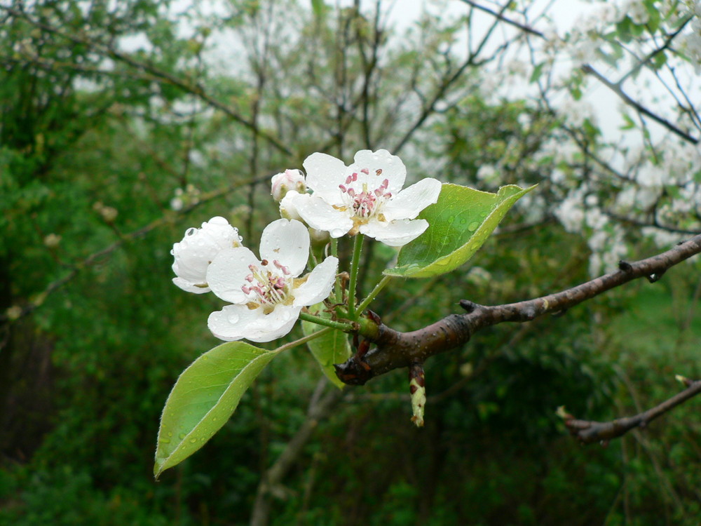 spring | mazandaran |sari |kiapey