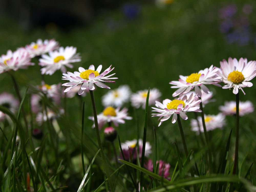 Spring meadow