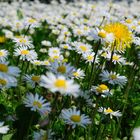 spring meadow pano...