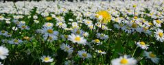 spring meadow pano...