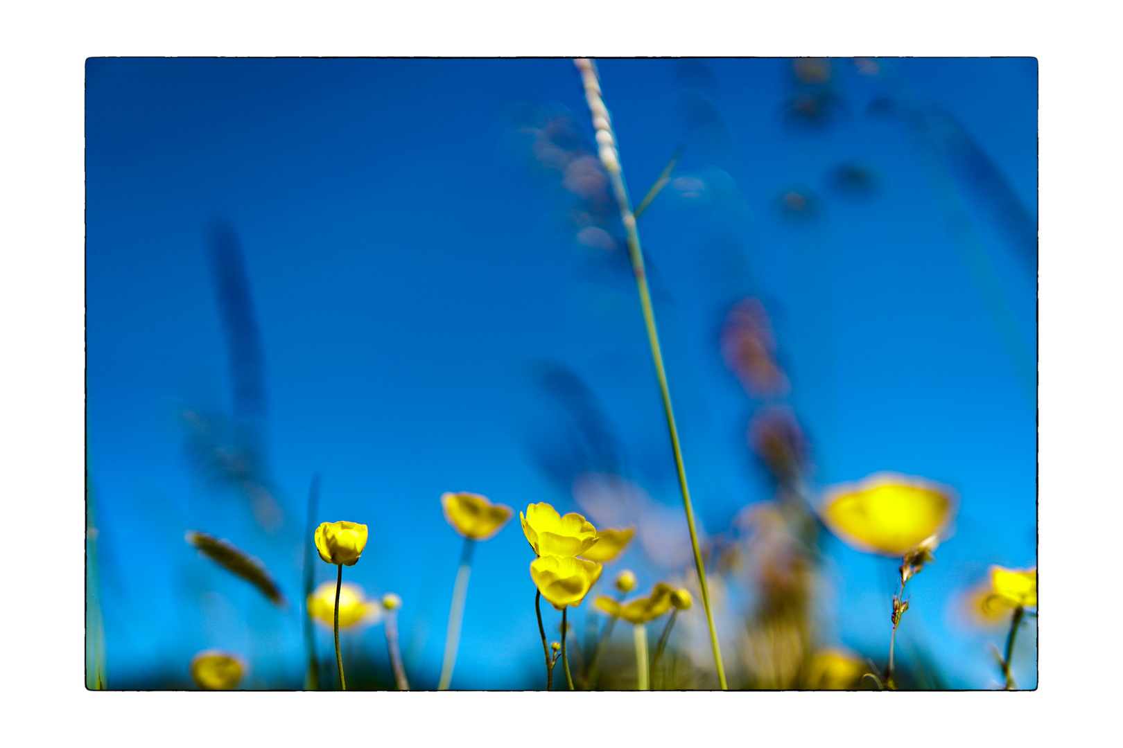 spring meadow_02