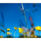 spring meadow_02