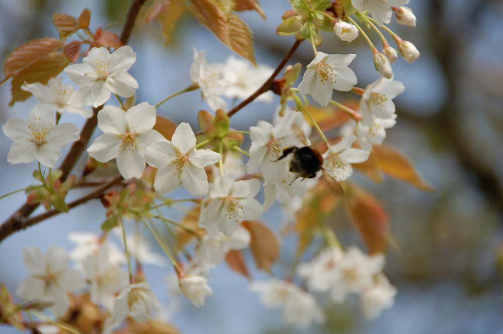 Spring means also a lot of work... von Andre Brazuka 