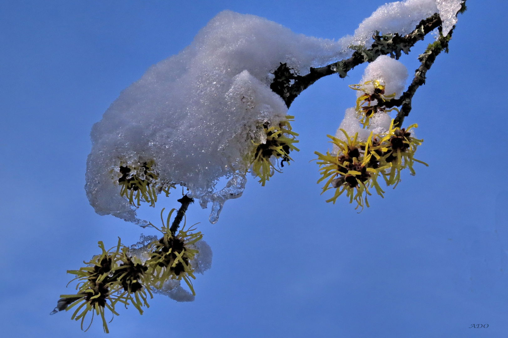 Spring Meets Winter