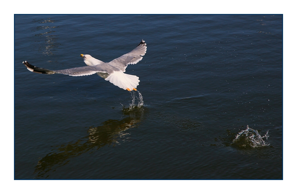 ... Spring-Möwe ... / ... saut mouette ...