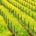 Spring Mustard Blossoms in a Vineyard