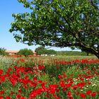 Spring of poppies