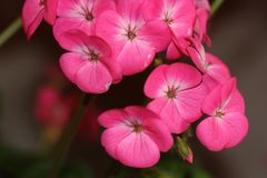 spring on a stem