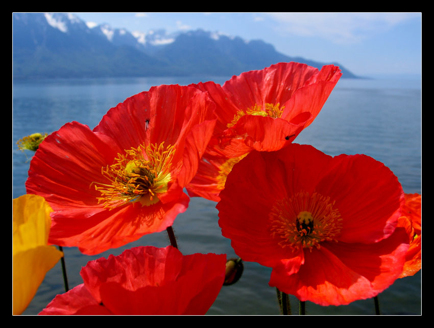 Spring on Geneva Lake