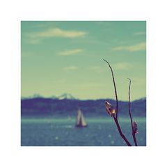 Spring on Lake Constance