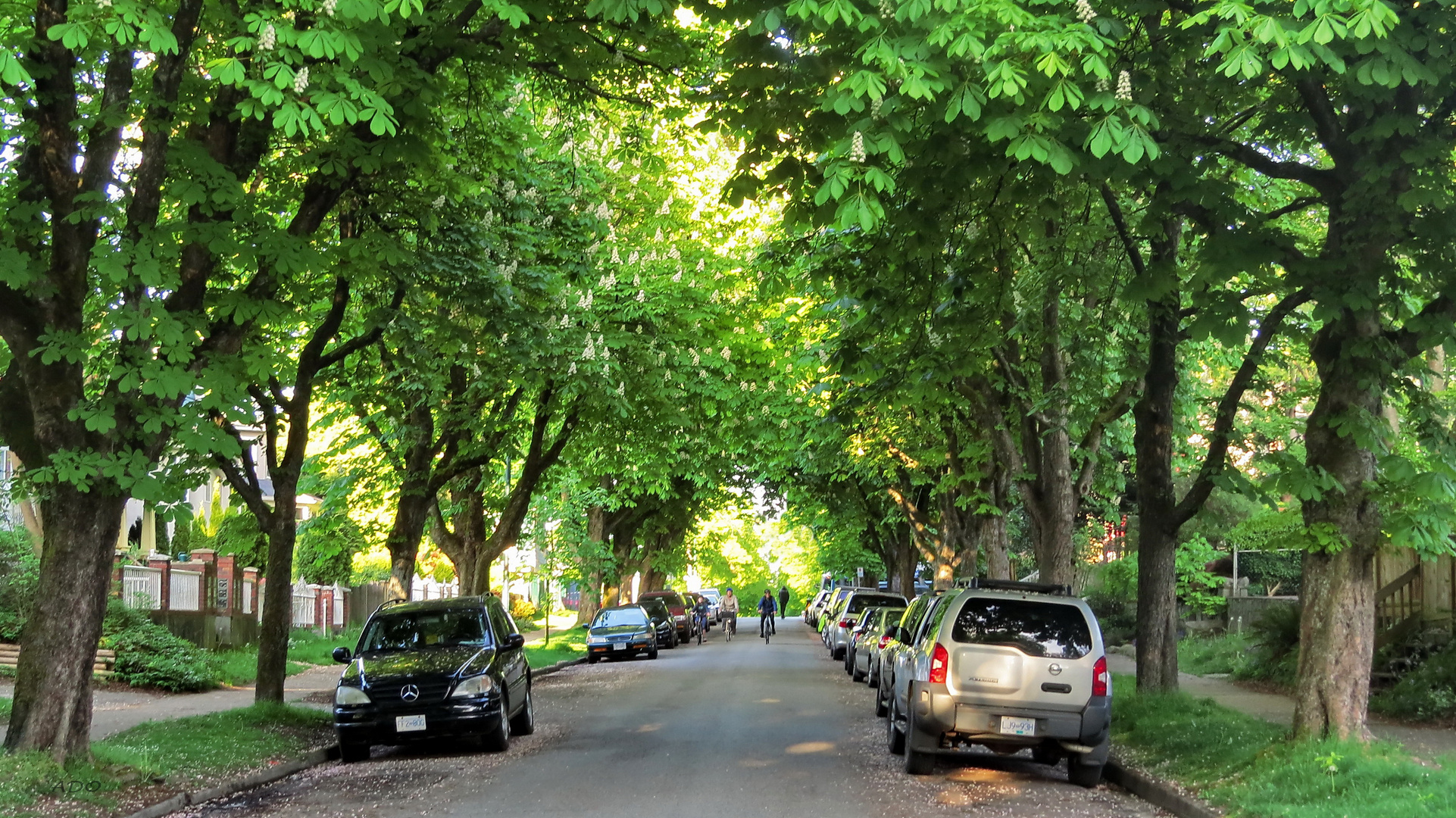 Spring on my Street