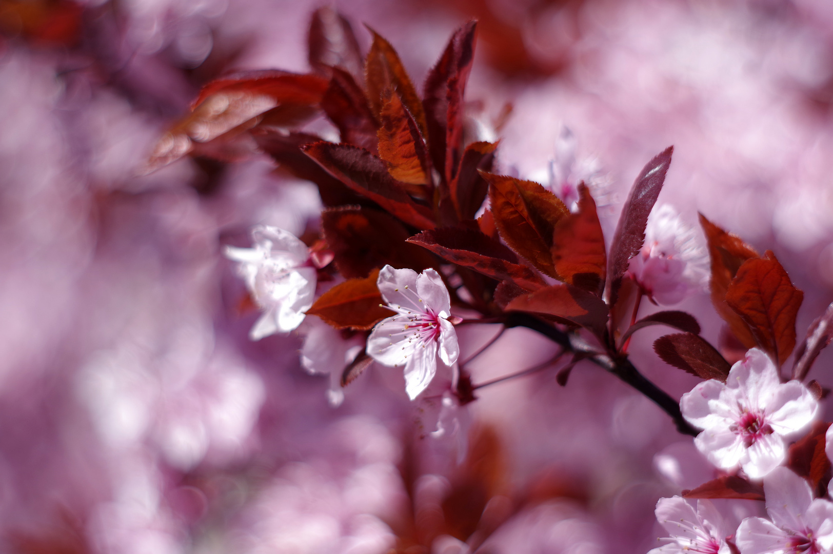 Spring on the island 