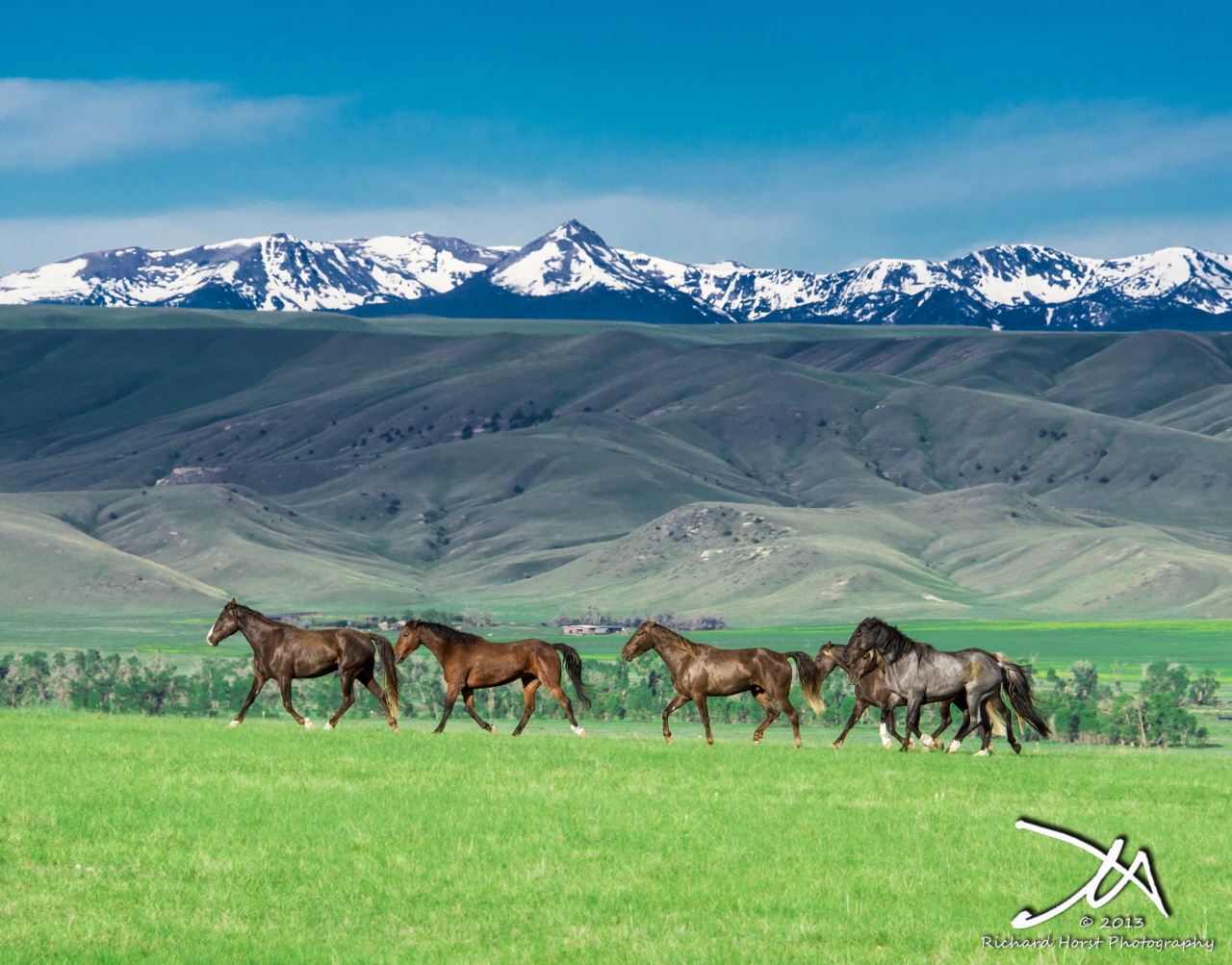 Spring Pasture