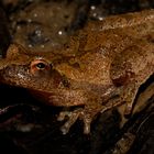 Spring Peeper