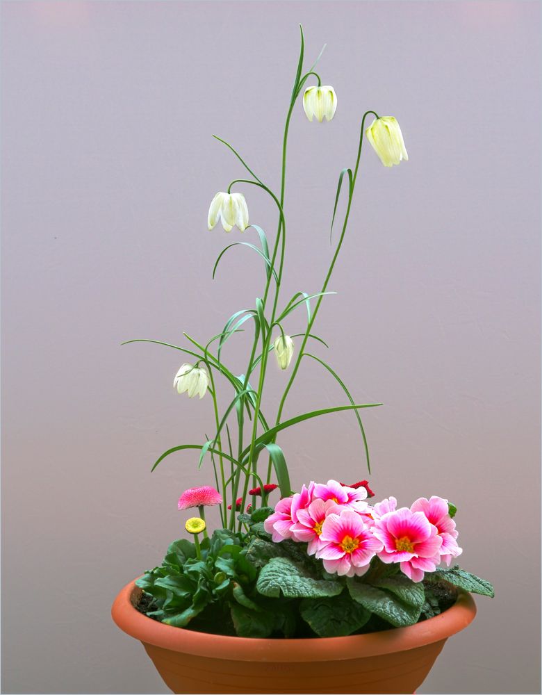 Spring plant bowl